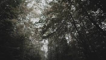 Screenshot 2 from Missing 411: The Hunted (Full Movie)