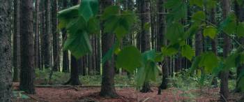 Screenshot 2 from Mohawk (Full Movie)