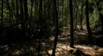 Screenshot 1 from Monkey Killer (Full Movie)
