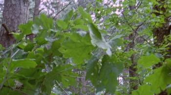 Screenshot 3 from Mosquito (Full Movie)