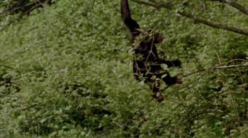 Screenshot 1 from MVP: Most Valuable Primate (Full Movie)