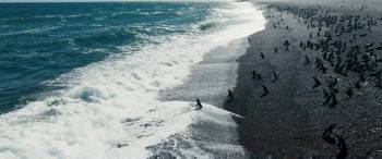 Screenshot 1 from My Penguin Friend (Full Movie)