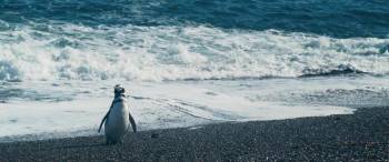 Screenshot 2 from My Penguin Friend (Full Movie)
