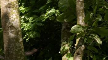 Screenshot 2 from Nature Owl Power (Full Movie)