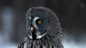 Screenshot 3 from Nature Owl Power (Full Movie)