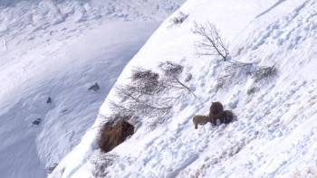 Screenshot 1 from Nature's Great Events (Full Movie)
