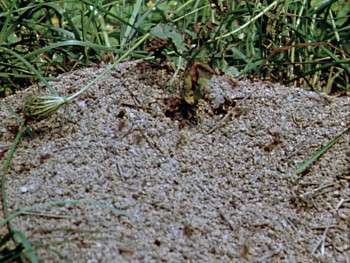 Screenshot 1 from Nature's Half Acre (Full Movie)