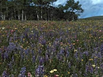Screenshot 2 from Nature's Half Acre (Full Movie)