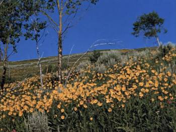 Screenshot 3 from Nature's Half Acre (Full Movie)