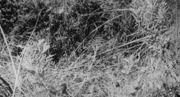 Screenshot 1 from Night of the Blood Beast (Full Movie)
