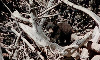 Screenshot 2 from Nikki, Wild Dog of the North (Full Movie)