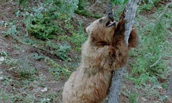 Screenshot 3 from Nikki, Wild Dog of the North (Full Movie)