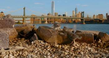 Screenshot 1 from Nine Lives (Full Movie)