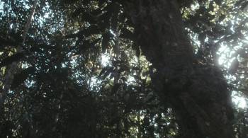 Screenshot 1 from Nymph (Full Movie)