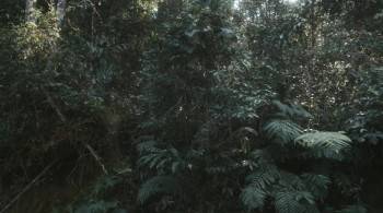 Screenshot 2 from Nymph (Full Movie)