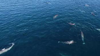 Screenshot 1 from Ocean Souls (Full Movie)