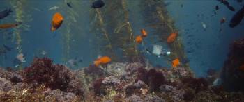 Screenshot 3 from Ocean with David Attenborough (Full Movie)