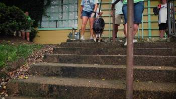 Screenshot 1 from Old Friends: A Dogumentary (Full Movie)