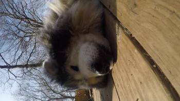 Screenshot 2 from Old Friends: A Dogumentary (Full Movie)