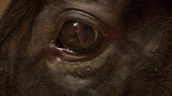 Screenshot 1 from Orphan Horse (Full Movie)