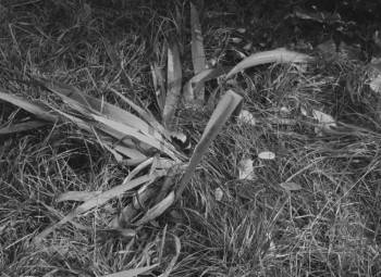 Screenshot 1 from Our Mr. Foerster Died (Full Movie)