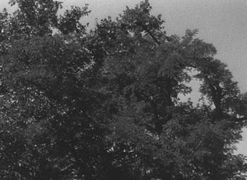 Screenshot 3 from Our Mr. Foerster Died (Full Movie)