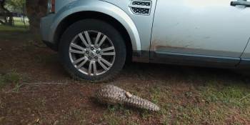 Screenshot 3 from Pangolin: Kulu's Journey (Full Movie)
