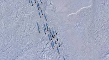 Screenshot 1 from Penguins (Full Movie)