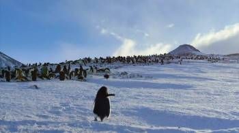 Screenshot 2 from Penguins (Full Movie)