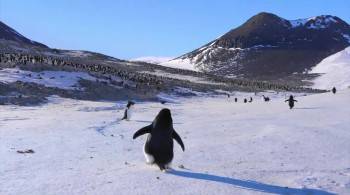 Screenshot 3 from Penguins (Full Movie)