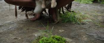 Screenshot 3 from Pete's Dragon (Full Movie)