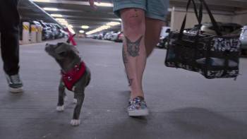Screenshot 3 from Pets (Full Movie)
