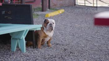 Screenshot 3 from Powder Pup (Full Movie)