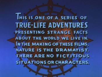 Screenshot 2 from Prowlers of the Everglades (Full Movie)