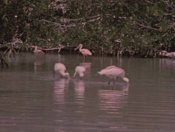 Screenshot 3 from Prowlers of the Everglades (Full Movie)
