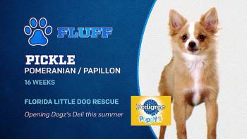 Screenshot 1 from Puppy Bowl XIX (Full Movie)