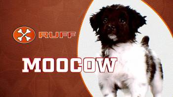 Screenshot 2 from Puppy Bowl XIX (Full Movie)