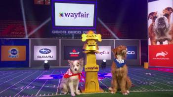 Screenshot 3 from Puppy Bowl XIX (Full Movie)