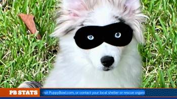 Screenshot 2 from Puppy Bowl XIX Pregame Show (Full Movie)