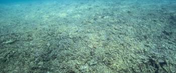 Screenshot 1 from Reef Builders (Full Movie)