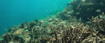 Screenshot 3 from Reef Builders (Full Movie)