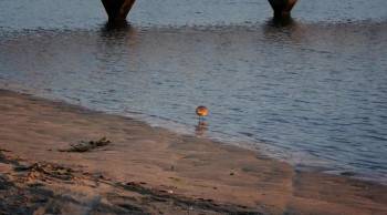 Screenshot 3 from Rescue Dogs (Full Movie)