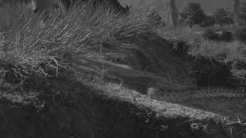 Screenshot 3 from Revenge of the Snakes (Full Movie)