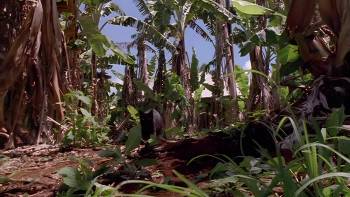 Screenshot 1 from Rip Girls (Full Movie)