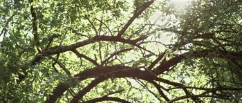 Screenshot 1 from Rites of Spring (Full Movie)
