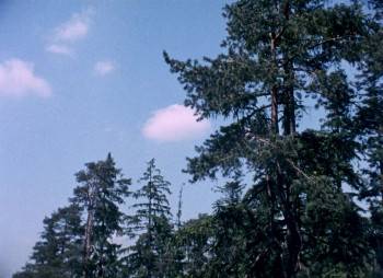 Screenshot 2 from Rübezahl - Herr der Berge (Full Movie)