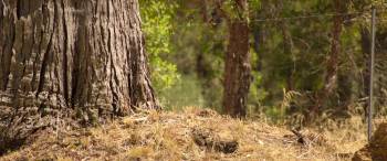 Screenshot 1 from Runt (Full Movie)