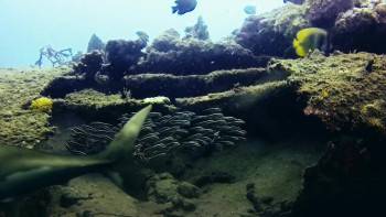 Screenshot 1 from Saltwater (Full Movie)