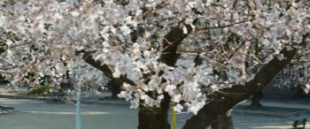 Screenshot 2 from Satoshi: A Move for Tomorrow (Full Movie)