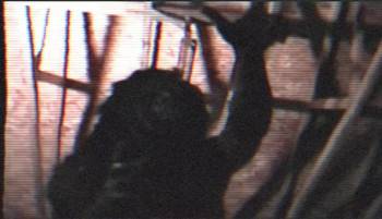 Screenshot 3 from Scream for Christmas (Full Movie)